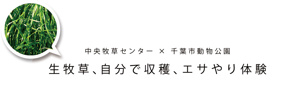 中央牧草センター × 千葉市動物公園 生牧草、自分で収穫、エサやり体験